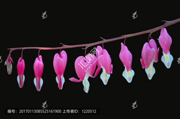 流血的心