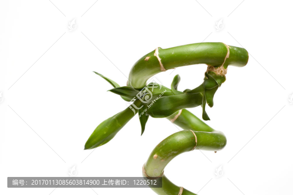 幸運(yùn)竹