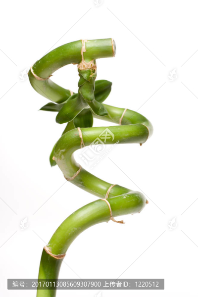 幸運(yùn)竹