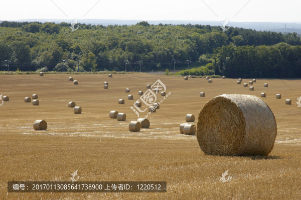 金色的田野