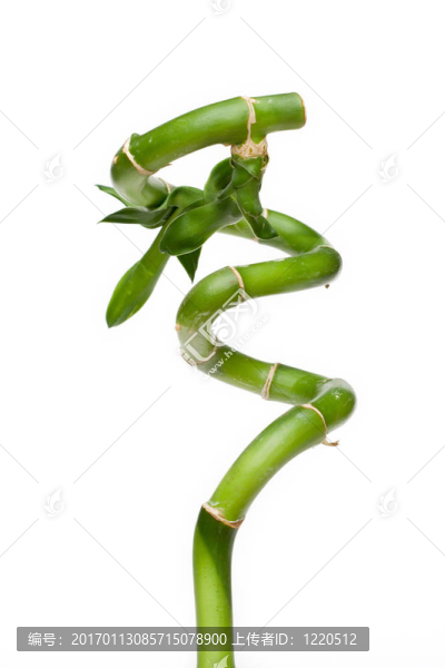 幸運(yùn)竹