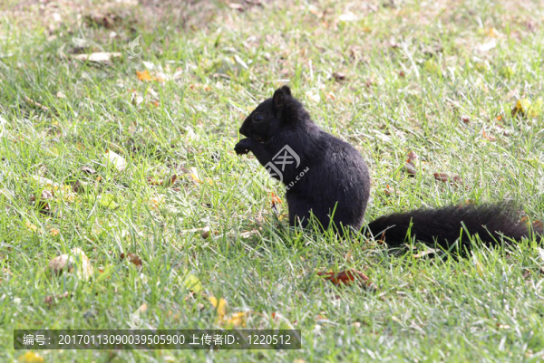Black,Squirrel。