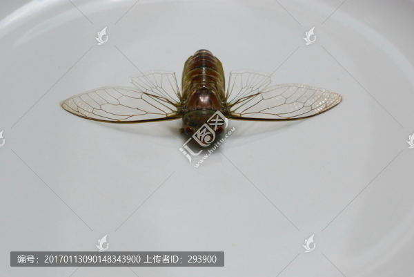 蟬,蟬翼