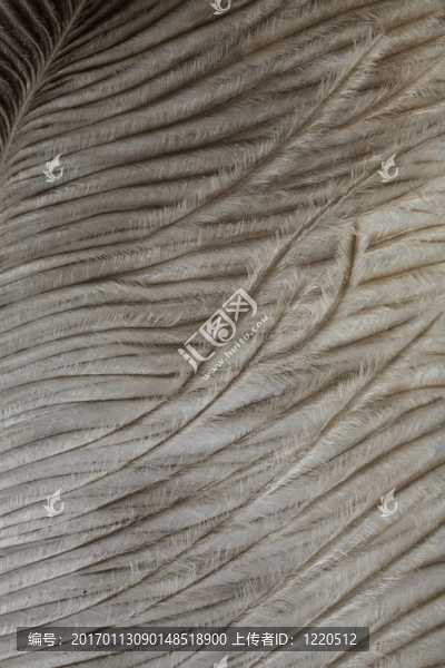 羽毛