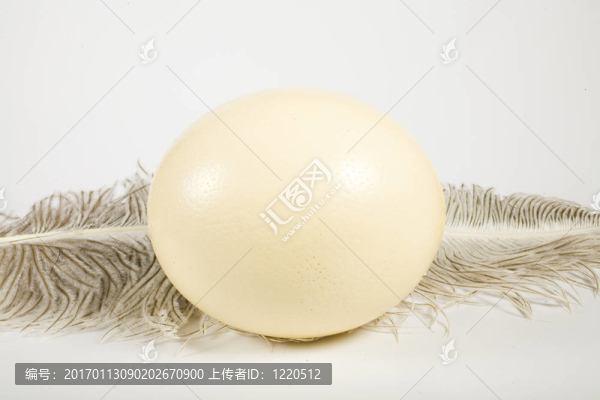 巨大的鴕鳥蛋和羽毛