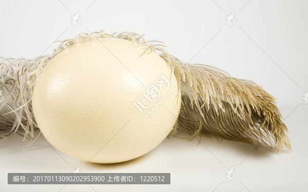 巨大鴕鳥蛋和F