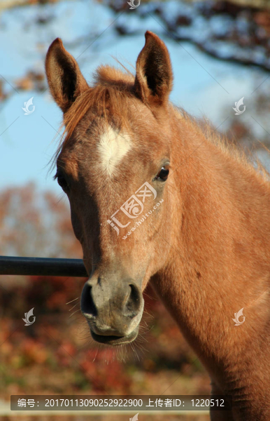 阿拉伯小馬