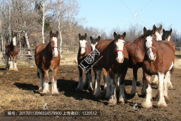 克萊茲代爾馬