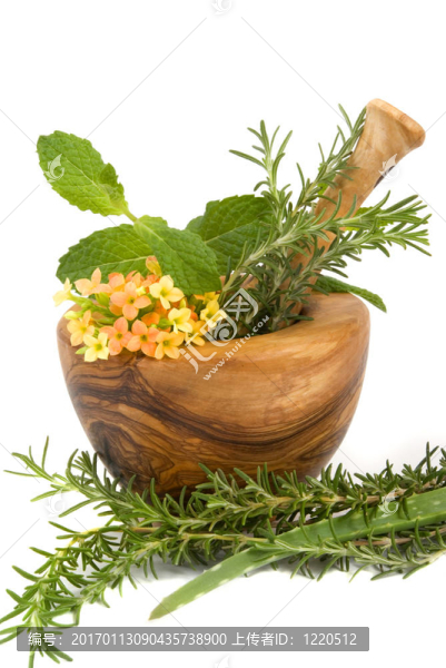 草本植物