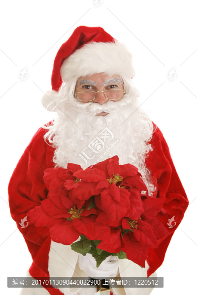 Santa用一品紅
