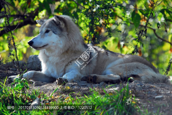 Gray,wolf（狼）