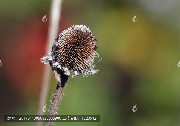 野生植物的宏