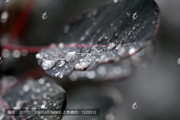 雨滴在樹葉