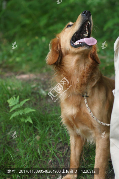 狗的服從
