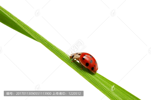 瓢蟲(chóng)