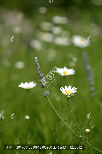 花