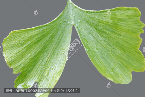 好的銀杏接近