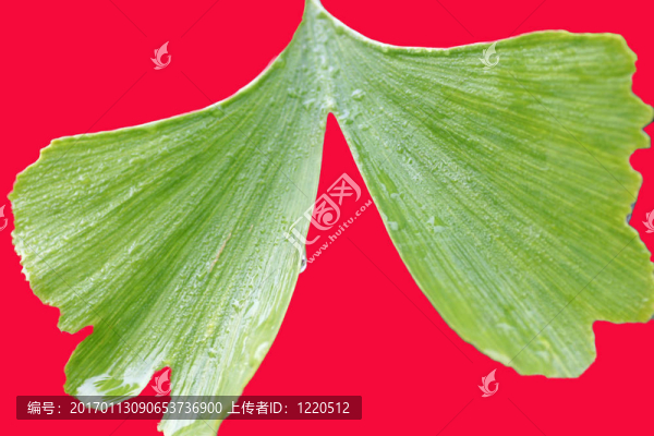 好的銀杏接近