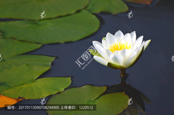 睡蓮