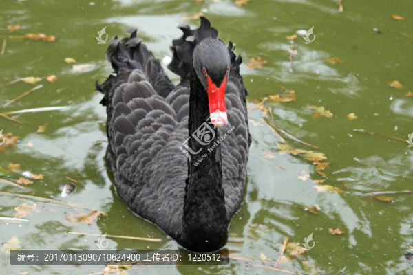 天鵝特寫