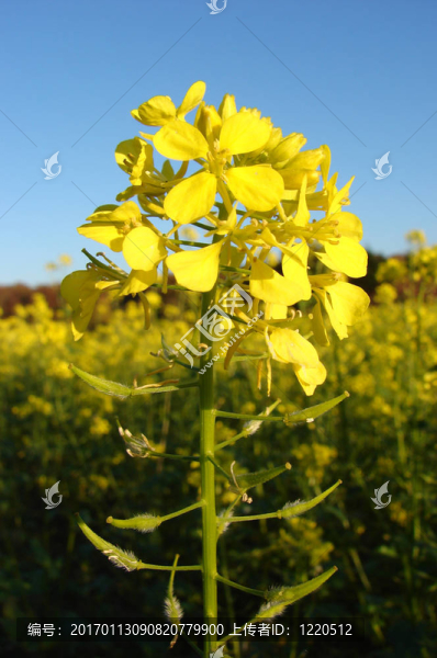 油菜花