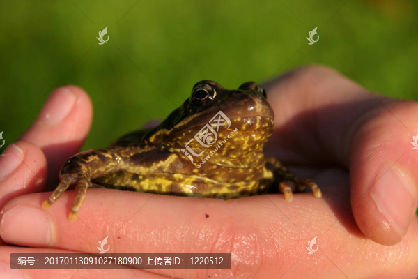 青蛙
