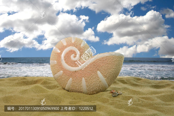 海貝殼海洋背景