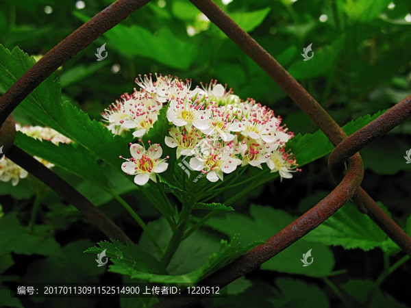 白色的花
