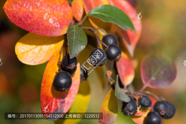 黑chokeberry集群