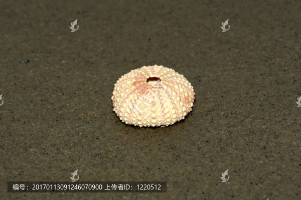 圓圓的殼