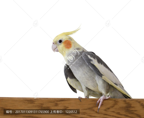 鸚鵡
