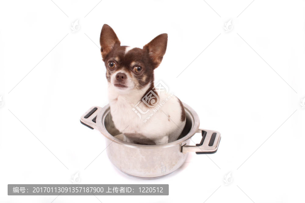 奇瓦瓦
