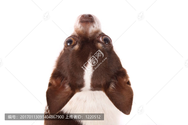 奇瓦瓦頭