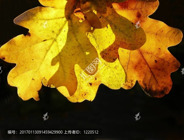 橡樹的葉子