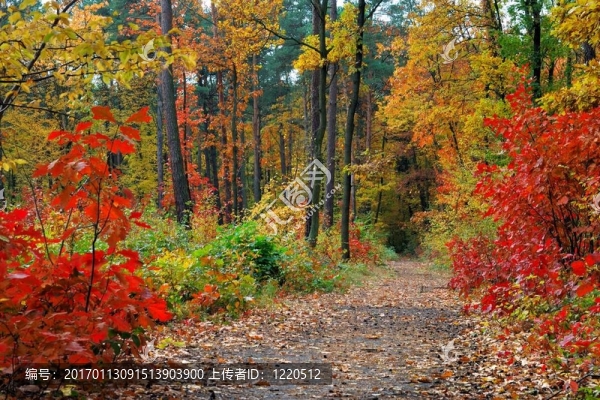 Forest的秋天