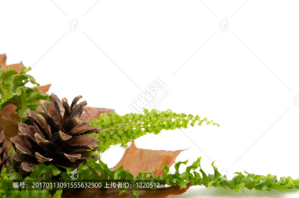 紅葉的安排