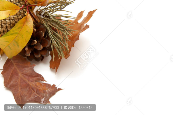 紅葉的安排