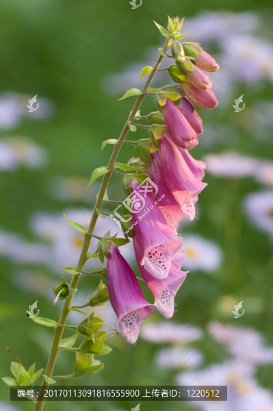 藍(lán)鈴花