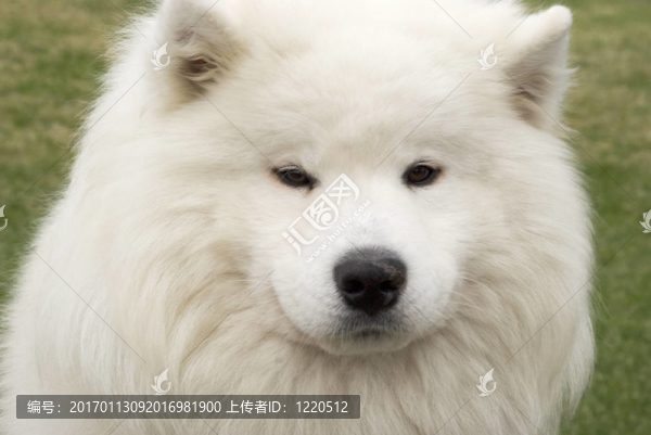 狗