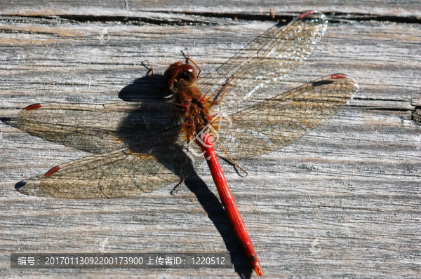 常見(jiàn)的達(dá)特（sympetrum陽(yáng)荷）