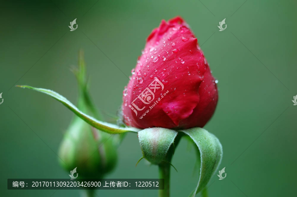 紅玫瑰的花蕾