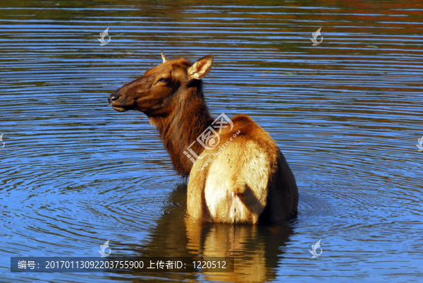 鹿（Cervus,canadensis）在水
