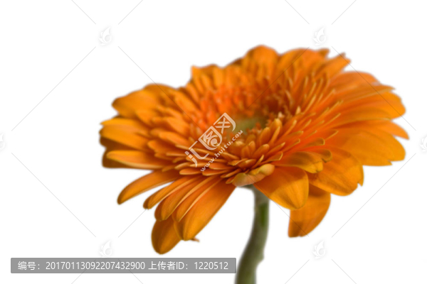 非洲菊