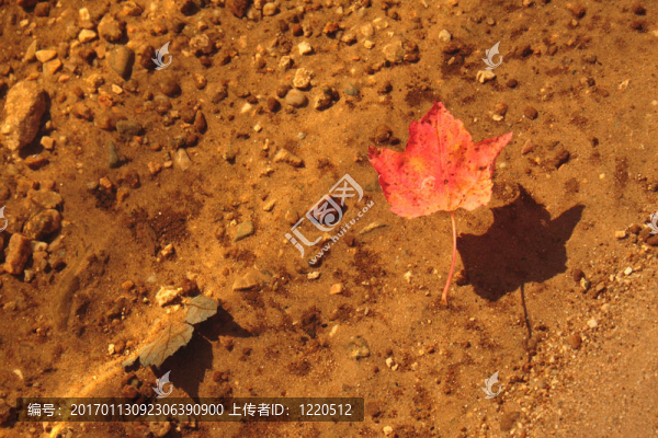 漂浮的紅葉