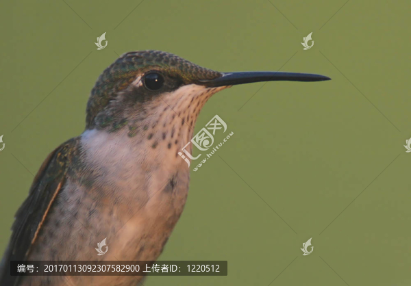 少年的蜂鳥(niǎo)