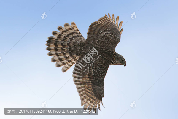 蒼鷹