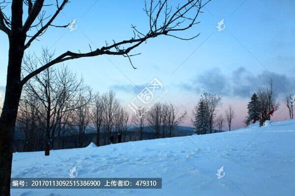 林海雪原,雪鄉(xiāng),樹木