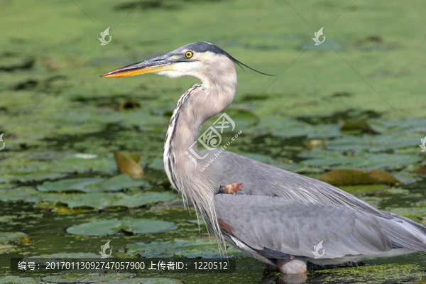 大藍(lán)鷺捕魚