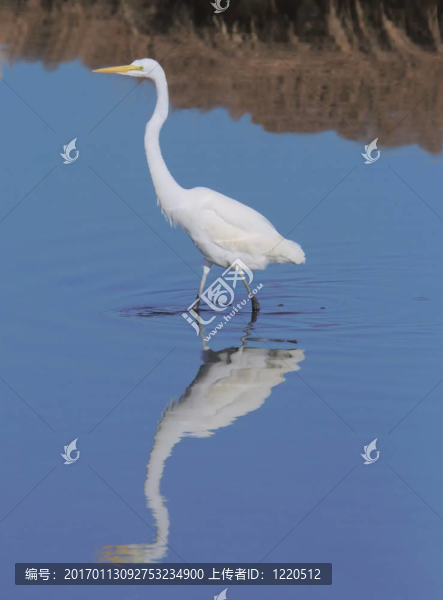 大白鷺狩獵