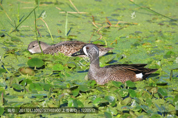 藍(lán)翼水鴨對
